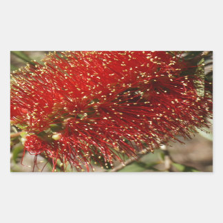 カリステモンレッドボトルブラシツリーフラワーオーストラリア 長方形シール