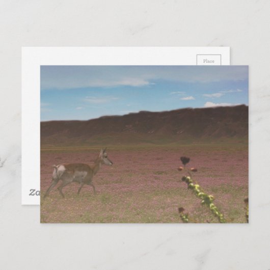 カリゾー平原国定記念物 ポストカード (正面/裏面)