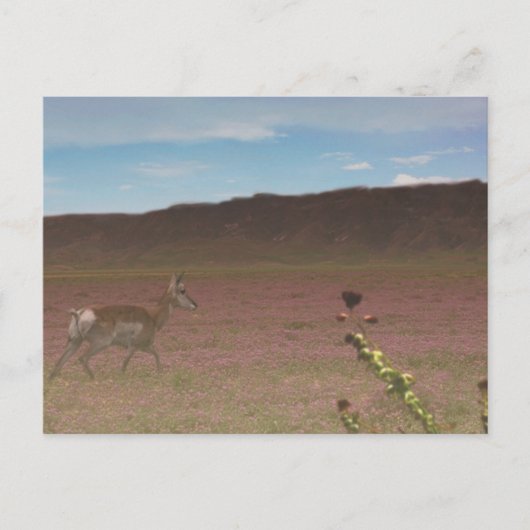 カリゾー平原国定記念物 ポストカード (正面)