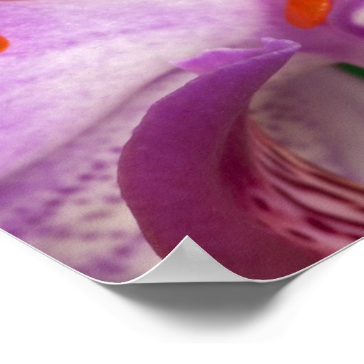 カリドライアス菌。 ポスター (角)