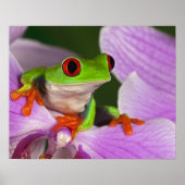 カリドライアス菌。 ポスター (正面)