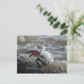 カリビアン 鳥のポストカード #1 ポストカード (スタンド正面)