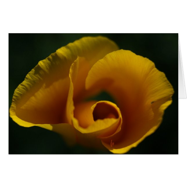 カリフォニアポピー (正面横)