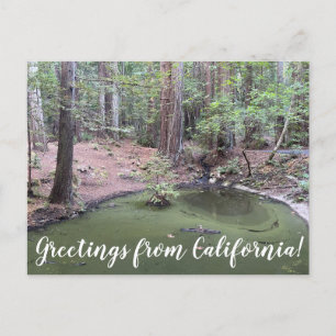 カリフォルニアからのご挨拶: Redwood Forest Bathe ポストカード