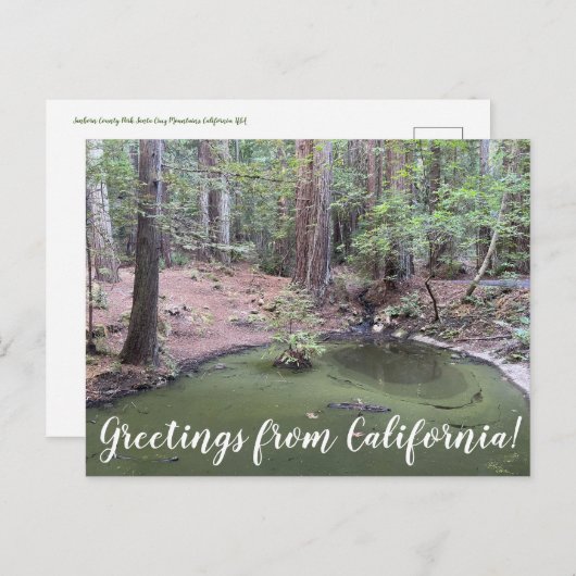 カリフォルニアからのご挨拶: Redwood Forest Bathe ポストカード (正面/裏面)