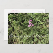カリフォルニアからのブラッドムス:アイランドピンクYarrow ポストカード (正面/裏面)