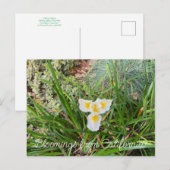 カリフォルニアからのブラッドムス: AprilSnow Doglas Iris ポストカード (正面/裏面)