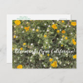 カリフォルニアからのブラッドンズ：アジロマー州ビーチ ポストカード (正面/裏面)