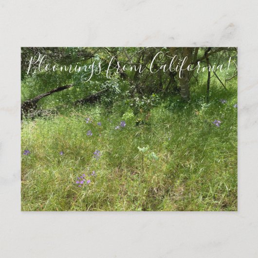 カリフォルニアからのブラッドンズ：イサリエルの槍 ポストカード (正面)