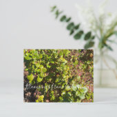 カリフォルニアからのブラッドンズ：エバーグリーンカラント ポストカード (スタンド正面)