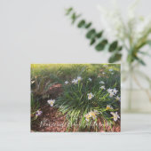 カリフォルニアからのブラッドンズ：キャニオン・スノーアイリス ポストカード (スタンド正面)