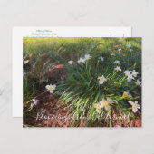 カリフォルニアからのブラッドンズ：キャニオン・スノーアイリス ポストカード (正面/裏面)