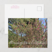 カリフォルニアからのブラッドンズ:シャパラル・カラン ポストカード (正面/裏面)