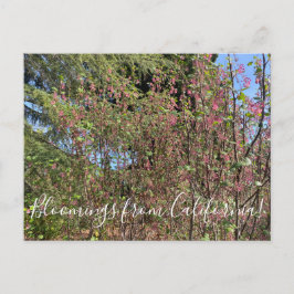 カリフォルニアからのブラッドンズ：シャパラル・カラン ポストカード