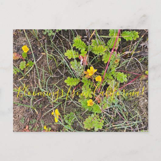 カリフォルニアからのブラッドンズ：シルバーウィード ポストカード (正面)