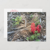 カリフォルニアからのブラッドンズ：スノープラント ポストカード (正面/裏面)