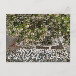 カリフォルニアからのブラッドンズ：センチネル・マンザニータ ポストカード