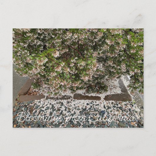カリフォルニアからのブラッドンズ:センチネル・マンザニータ ポストカード (正面)