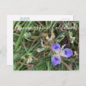 カリフォルニアからのブラッドンズ：パシフィックアイリスシーギャル ポストカード (正面/裏面)