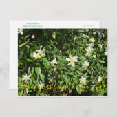 カリフォルニアからのブラッドンズ：ブッシュ・アネモン ポストカード (正面/裏面)