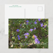 カリフォルニアからのブラッドンズ：マウンテン薄紫 ポストカード (正面/裏面)