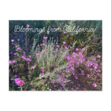 カリフォルニアからのブラッドンズ：春へのお別れ！