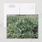 カリフォルニアからのブラッドンズ:沿岸のブッシュルピネ ポストカード (正面/裏面)