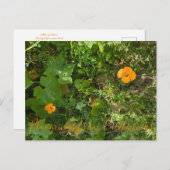 カリフォルニアからのブラッドンズ:風のケシ ポストカード (正面/裏面)