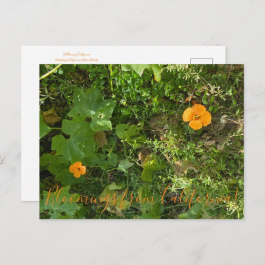 カリフォルニアからのブラッドンズ：風のケシ ポストカード (正面/裏面)