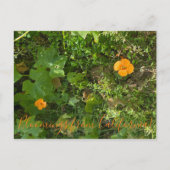 カリフォルニアからのブラッドンズ：風のケシ ポストカード (正面)