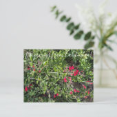 カリフォルニアからのブラームズ:アイランドスナップドラゴンポスト ポストカード (スタンド正面)