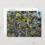 カリフォルニアからのブラームズ:コーストシルクタッセルポスタ ポストカード (正面/裏面)