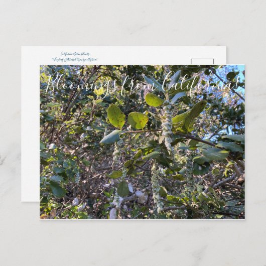 カリフォルニアからのブラームズ：コーストシルクタッセルポスタ ポストカード (正面/裏面)