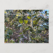 カリフォルニアからのブラームズ：コーストシルクタッセルポスタ ポストカード (正面)