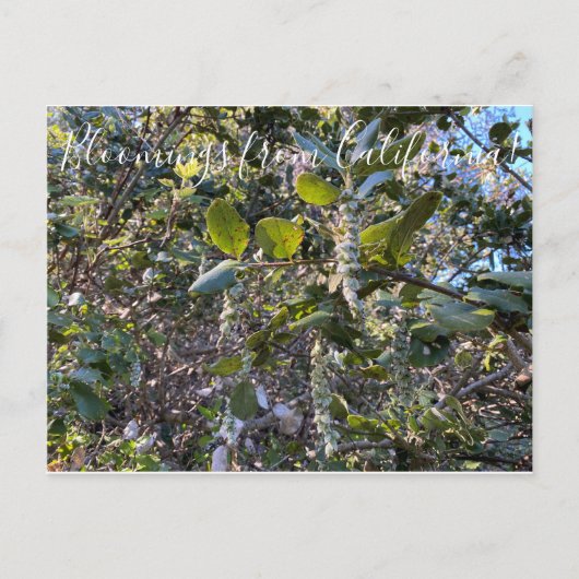 カリフォルニアからのブラームズ:コーストシルクタッセルポスタ ポストカード (正面)