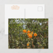 カリフォルニアからのブラームズ：ハンボルトのリリーポストカー ポストカード (正面/裏面)