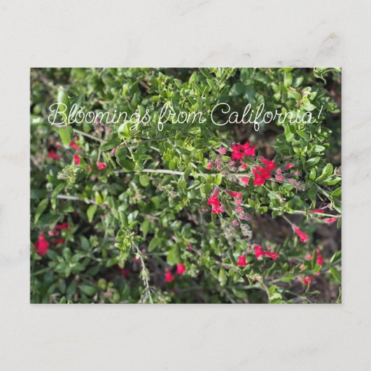 カリフォルニアからのブラームズ:Gambelia speciosa ポストカード (正面)
