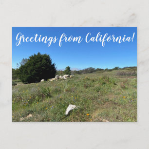 カリフォルニアからの挨拶! ポストカード