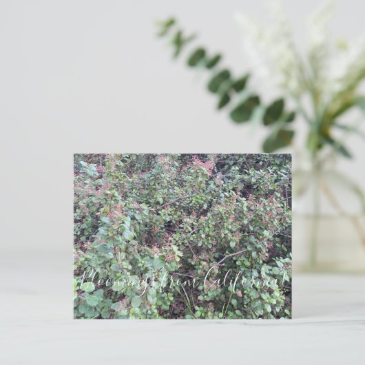 カリフォルニアからの血液：エバーグリーンカラントPostc ポストカード (スタンド正面)
