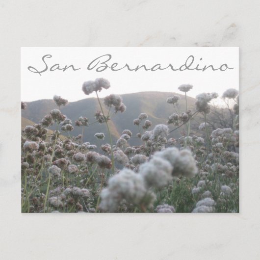 カリフォルニアそば ポストカード (正面)