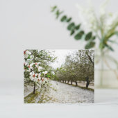 カリフォルニアのアーモンド開花 ポストカード (スタンド正面)