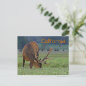 カリフォルニアのエルクはがき ポストカード (スタンド正面)