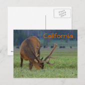 カリフォルニアのエルクはがき ポストカード (正面/裏面)