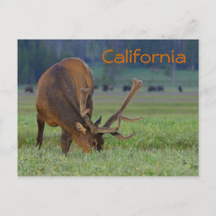 カリフォルニアのエルクはがき ポストカード