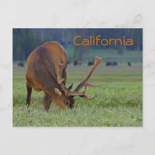 カリフォルニアのエルクはがき ポストカード (正面)