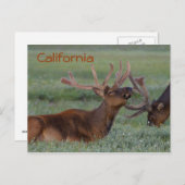 カリフォルニアのエルクはがき ポストカード (正面/裏面)