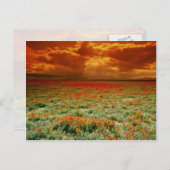 カリフォルニアのケシ畑の砂漠の夕日。 ポストカード (正面/裏面)