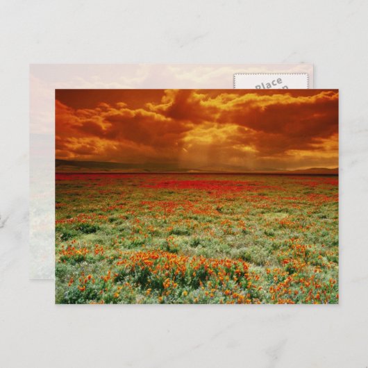 カリフォルニアのケシ畑の砂漠の夕日。 ポストカード (正面/裏面)