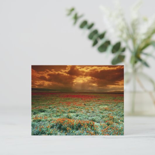 カリフォルニアのケシ畑の砂漠の夕日 ポストカード (スタンド正面)