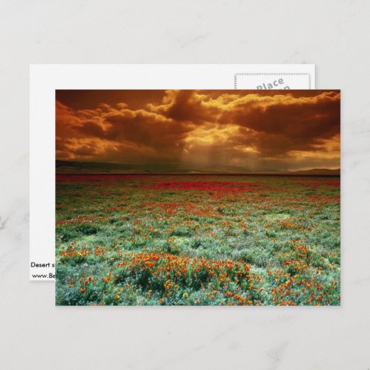 カリフォルニアのケシ畑の砂漠の夕日 ポストカード (正面/裏面)